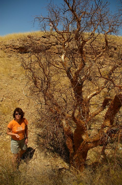 456 Namibia Okt 2006 .JPG